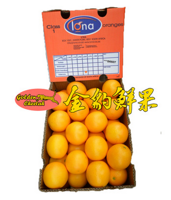 脐橙