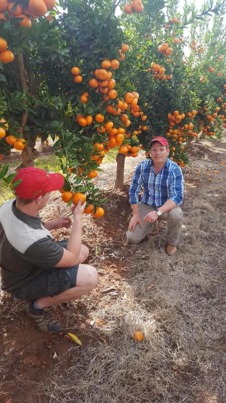 金豹质控人员在果园检视克莱蒙甜柑