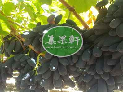 集果轩进口葡萄