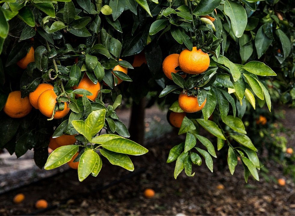 以色列Jaffa Orri蜜桔