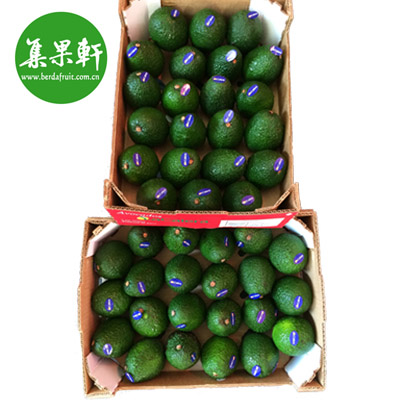 秘鲁牛油果