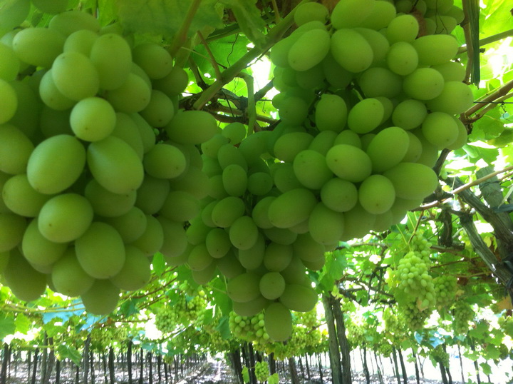 汤姆森无籽青提Thompson Seedless