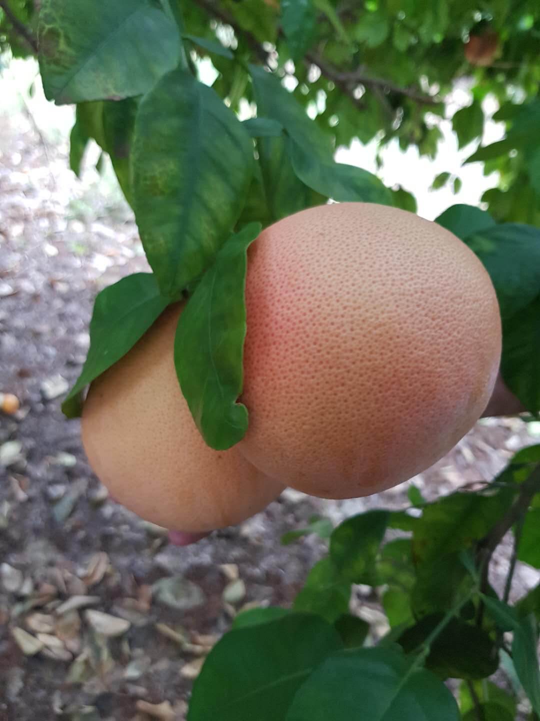 南非西柚