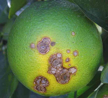 澳洲柑橘
