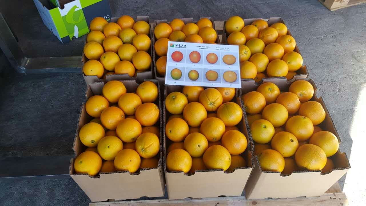 进口水果批发商