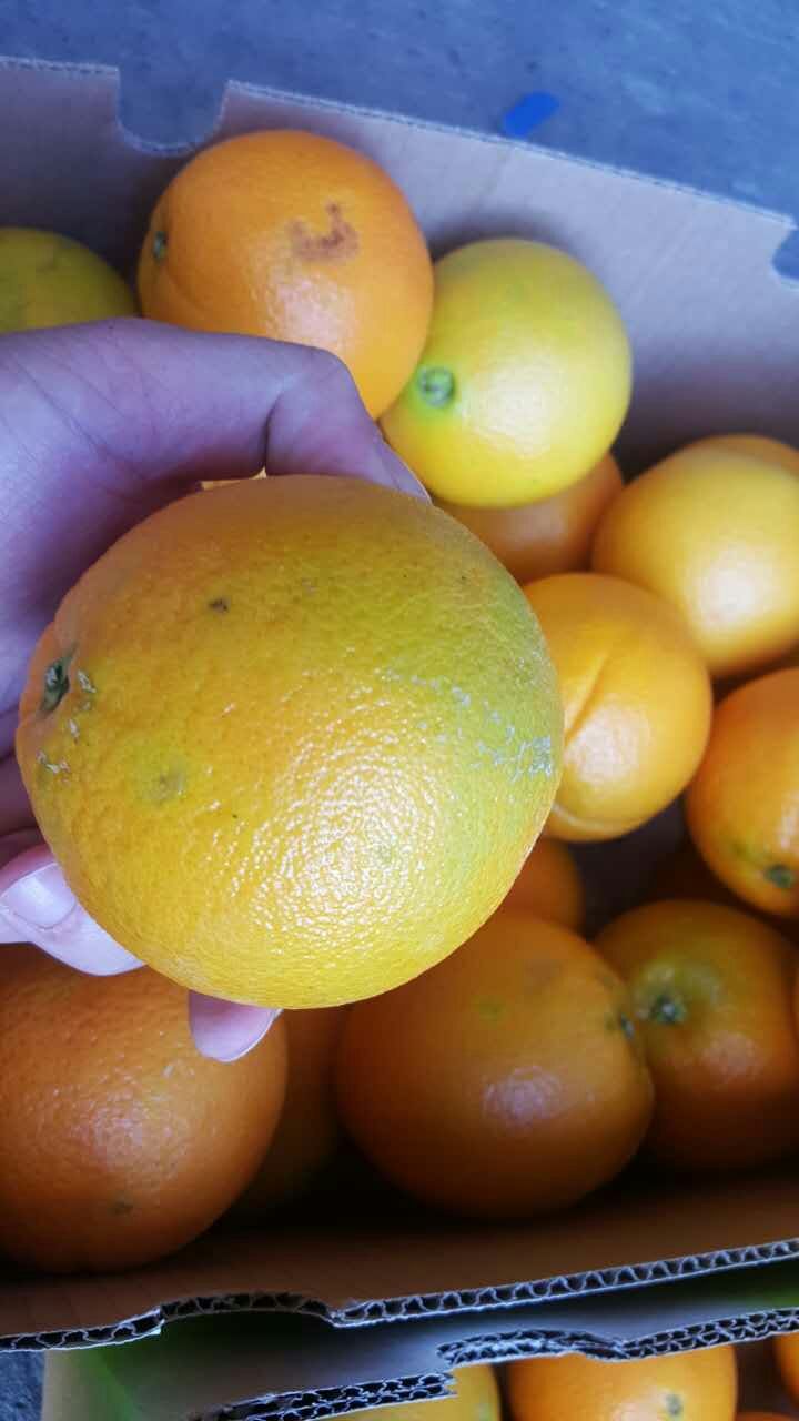 进口橙子批发