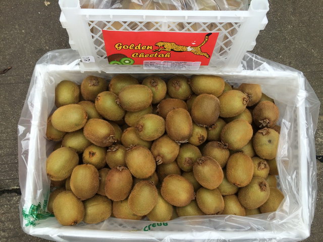 智利绿心奇异果Hayward 10公斤原装箱Golden Cheetah牌