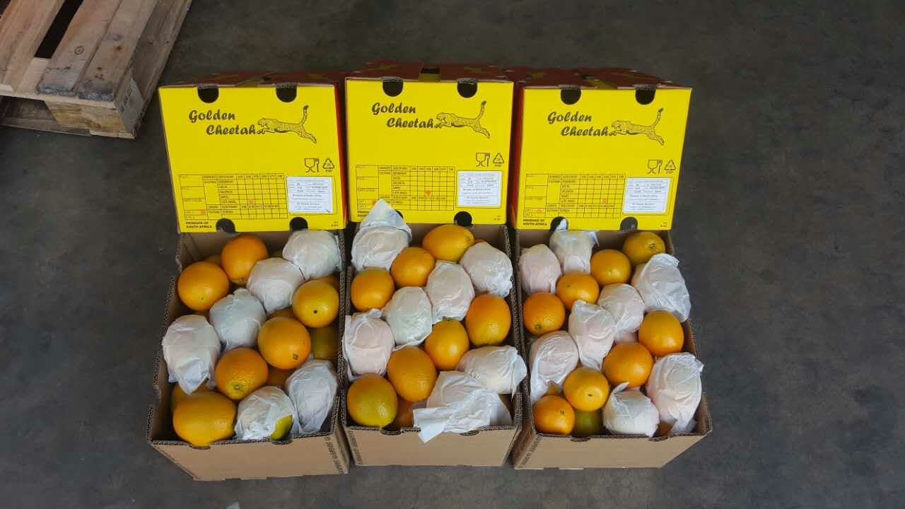 质量处于行内高水平的金豹脐橙 质量处于行内高水平的金豹脐橙