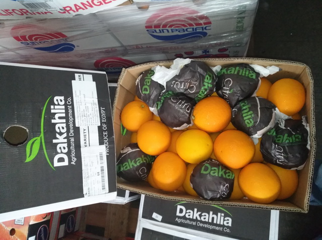 质量让人放心的Dakahlia牌埃及夏橙 质量让人放心的Dakahlia牌埃及夏橙