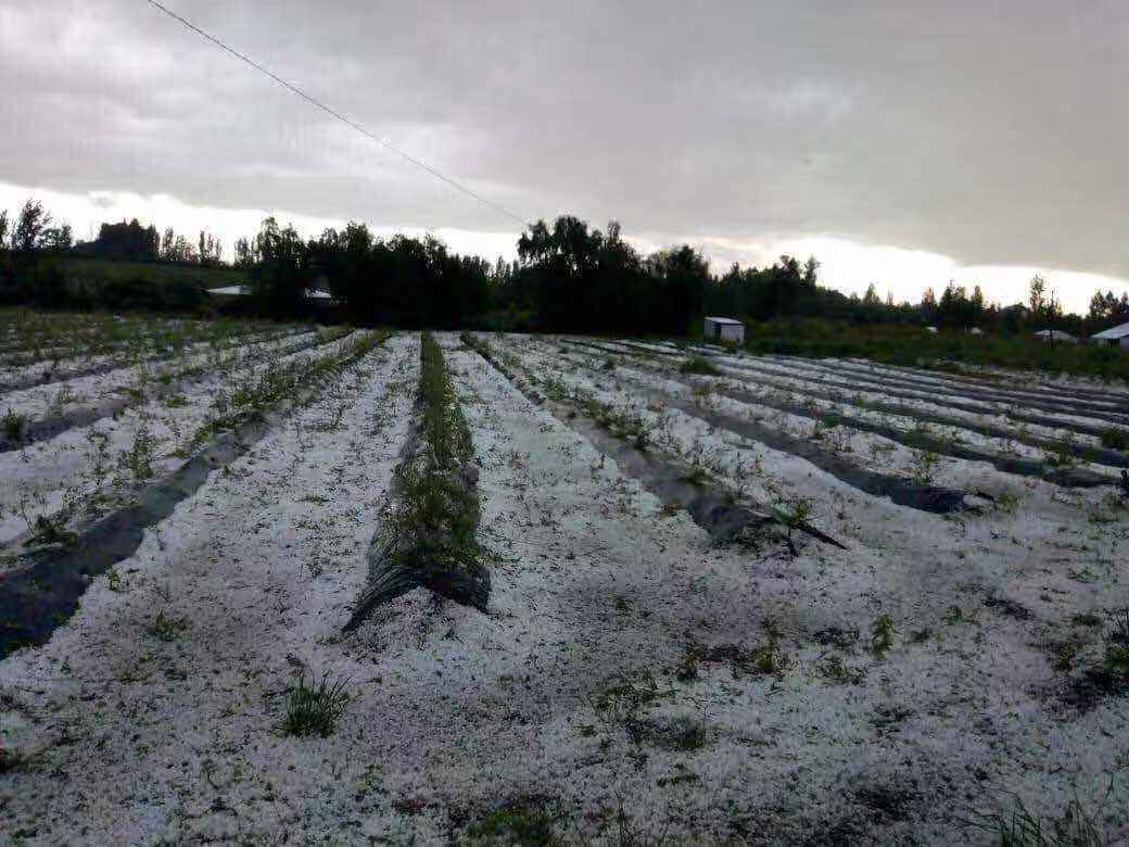 智利车厘子果园遭遇冰雹惨状