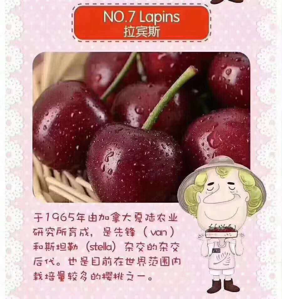 车厘子lapins(拉宾斯)品种小介绍