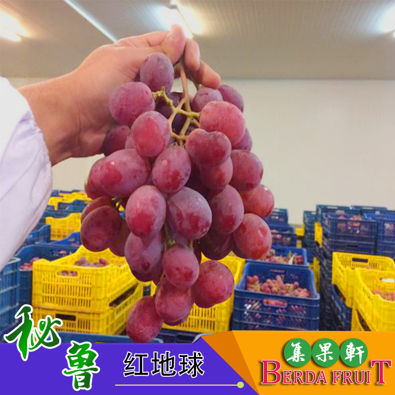 秘鲁红地球葡萄Red Globe有籽进口红提直供货源 秘鲁红地球葡萄Red Globe有籽进口红提直供货源