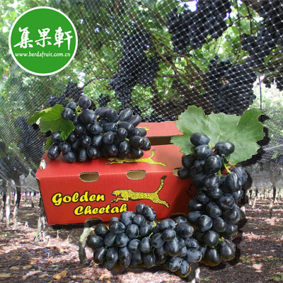 南非进口无籽黑提金豹鲜果Golden Cheetah进口无核黑葡萄 南非进口无籽黑提金豹鲜果Golden Cheetah进口无核黑葡萄