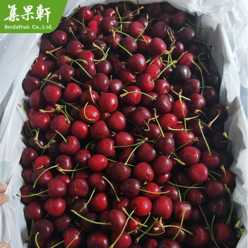 土耳其车厘子批发价格