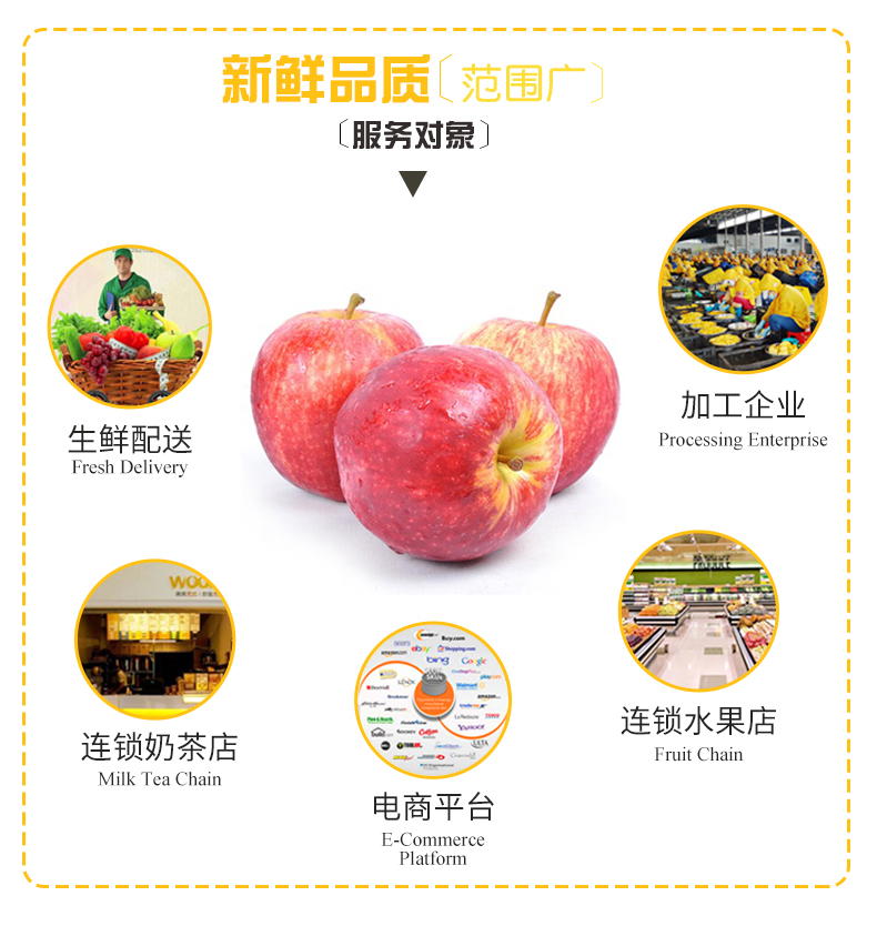 南非进口苹果批发