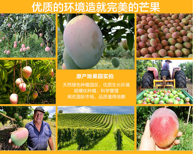 优质的环境造就完美的芒果