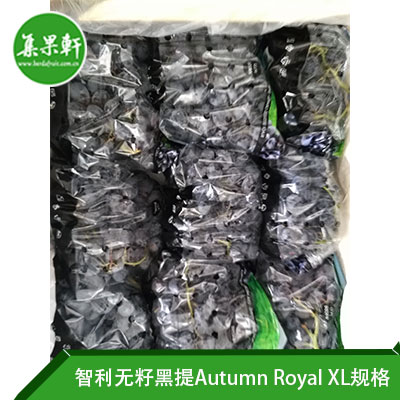 智利无籽黑提Autumn Royal XL