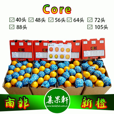 南非进口Core牌品种Midknight新橙15公斤