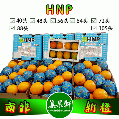 南非进口HNP牌品种Midknight新橙15公斤
