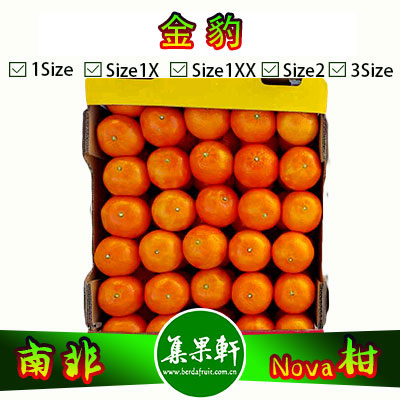 南非Nova柑金豹牌