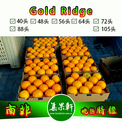 南非Gold Ridge牌进口晚熟脐橙56头