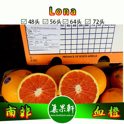 南非Lona血橙48头