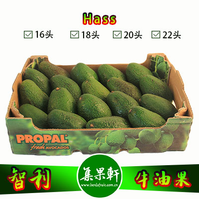 智利进口牛油果Hass品种 | PROPAL牌4.5公斤20头规格