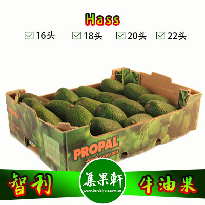 智利进口牛油果Hass品种 | PROPAL牌4.5公斤18头规格