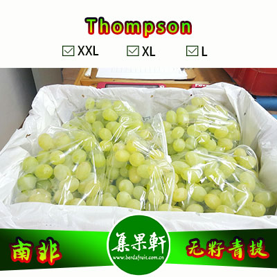 南非进口Thompson无籽青提汤姆森品种货源批发，品牌katope 重量4.5公斤规格XL，5箱起批