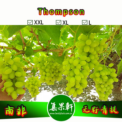 南非进口Thompson无籽青提汤姆森品种货源批发，品牌金豹鲜果， 重量4.5公斤规格XL，5箱起批