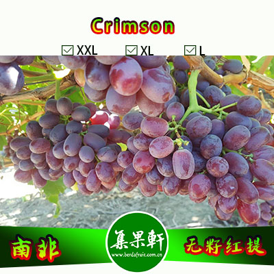南非进口Crimson克瑞森葡萄货源，Southern Classique牌无籽红提批发，重量4.5公斤，规格L，一级货源供应，鲜食口感佳葡萄