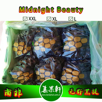 南非进口无籽黑提甜十三/午夜美人Midnight Beauty货源批发，GA品牌，重量4.5公斤，规格 L，甜度高的黑葡萄，品质上佳，价格优惠