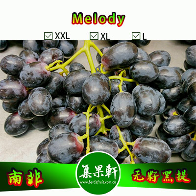 南非进口无籽黑提批发Melody旋律品种 ， Mooi牌重量4.5公斤L规格黑葡萄，好吃价格又实惠