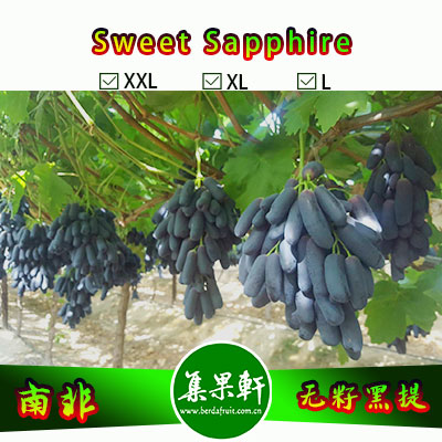 南非进口无籽黑提美人指Sweet Sapphire品种货源批发  金豹鲜果牌，重量4.5公斤，XL规格，货源有限的手指葡萄