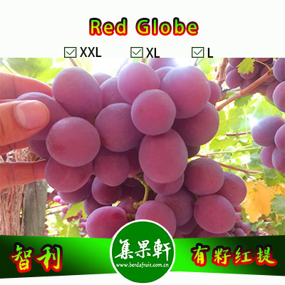 智利进口有籽红提Red Globe品种 | 金豹牌8公斤J规格