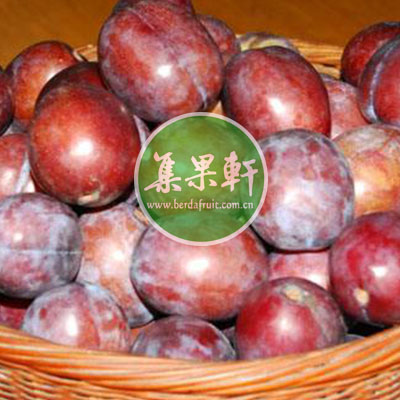 智利进口西梅货源，，品种Sugra Plums，重量9KG，规格 L